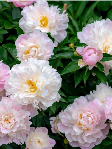 boost peony bushes