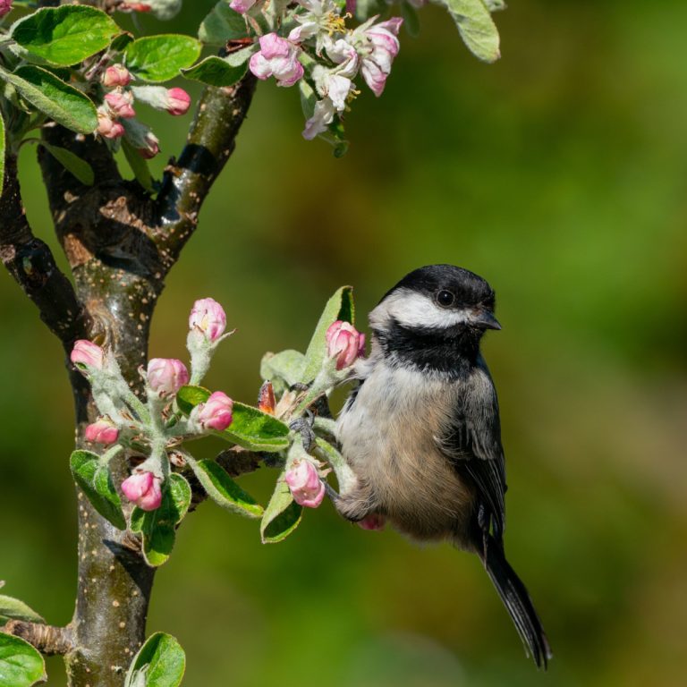 how chickadees help gardens