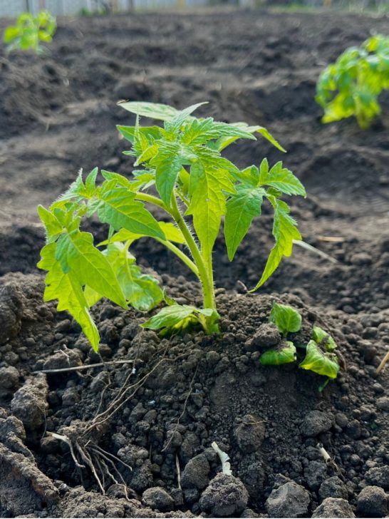 common tomato planting mistakes
