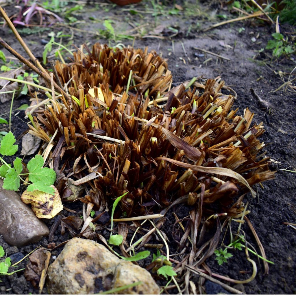 cutting back perennials