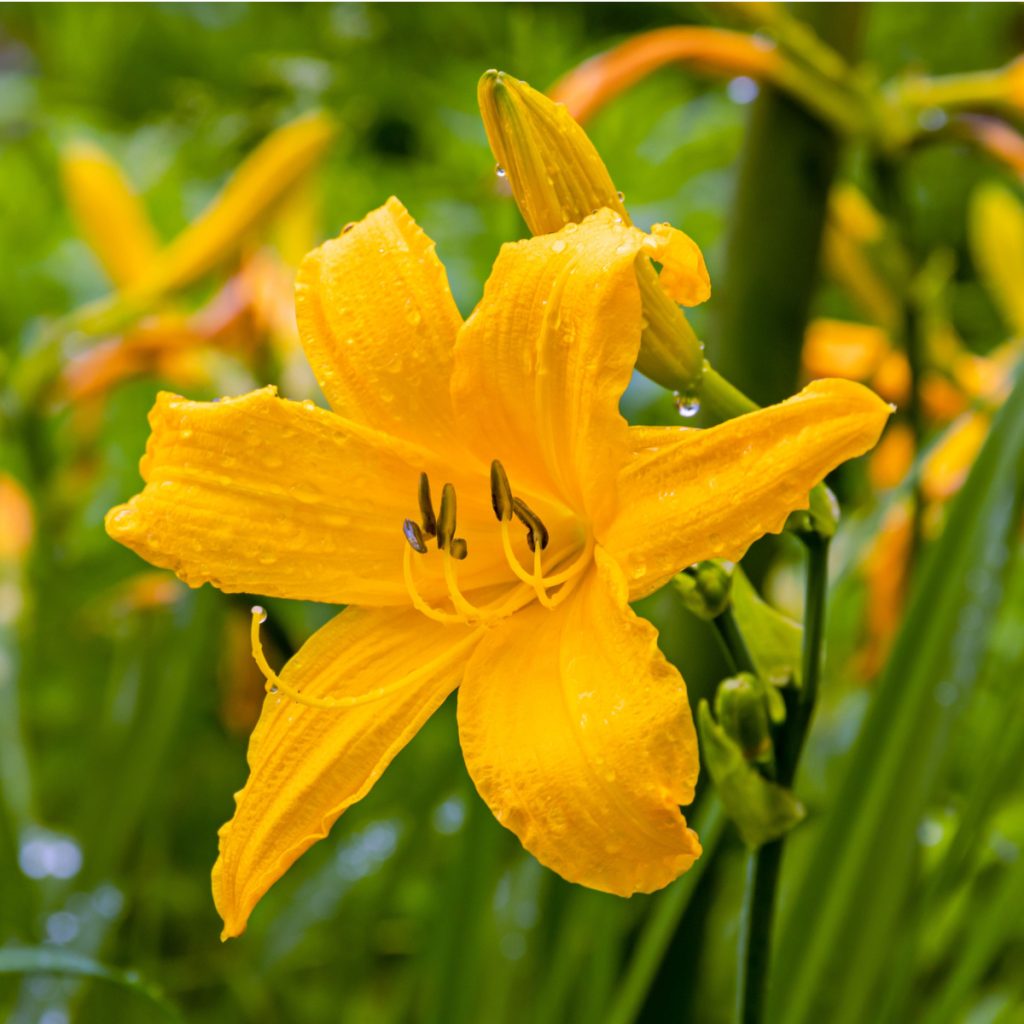 divide daylilies before spring