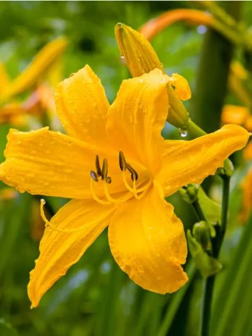 divide daylilies before spring