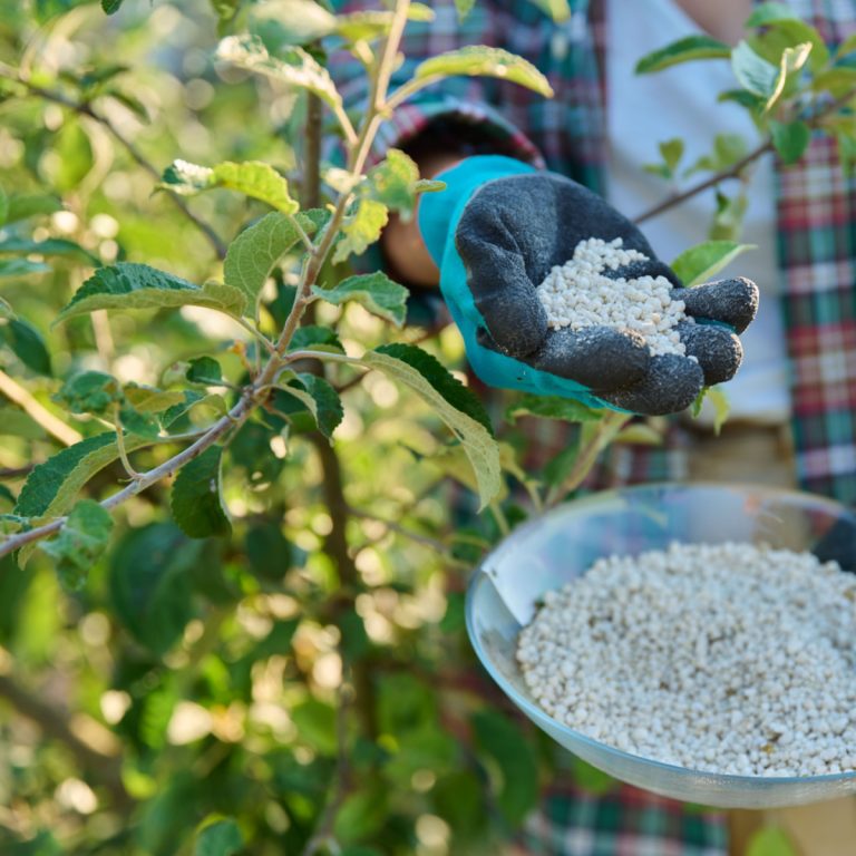 when and how to fertilize fruit trees