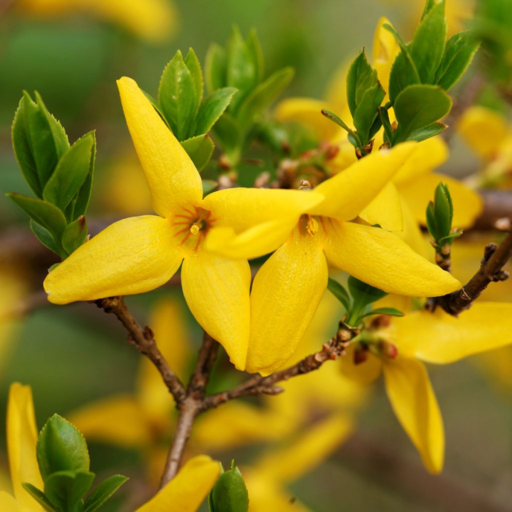 avoid pruning forsythia bush in the spring