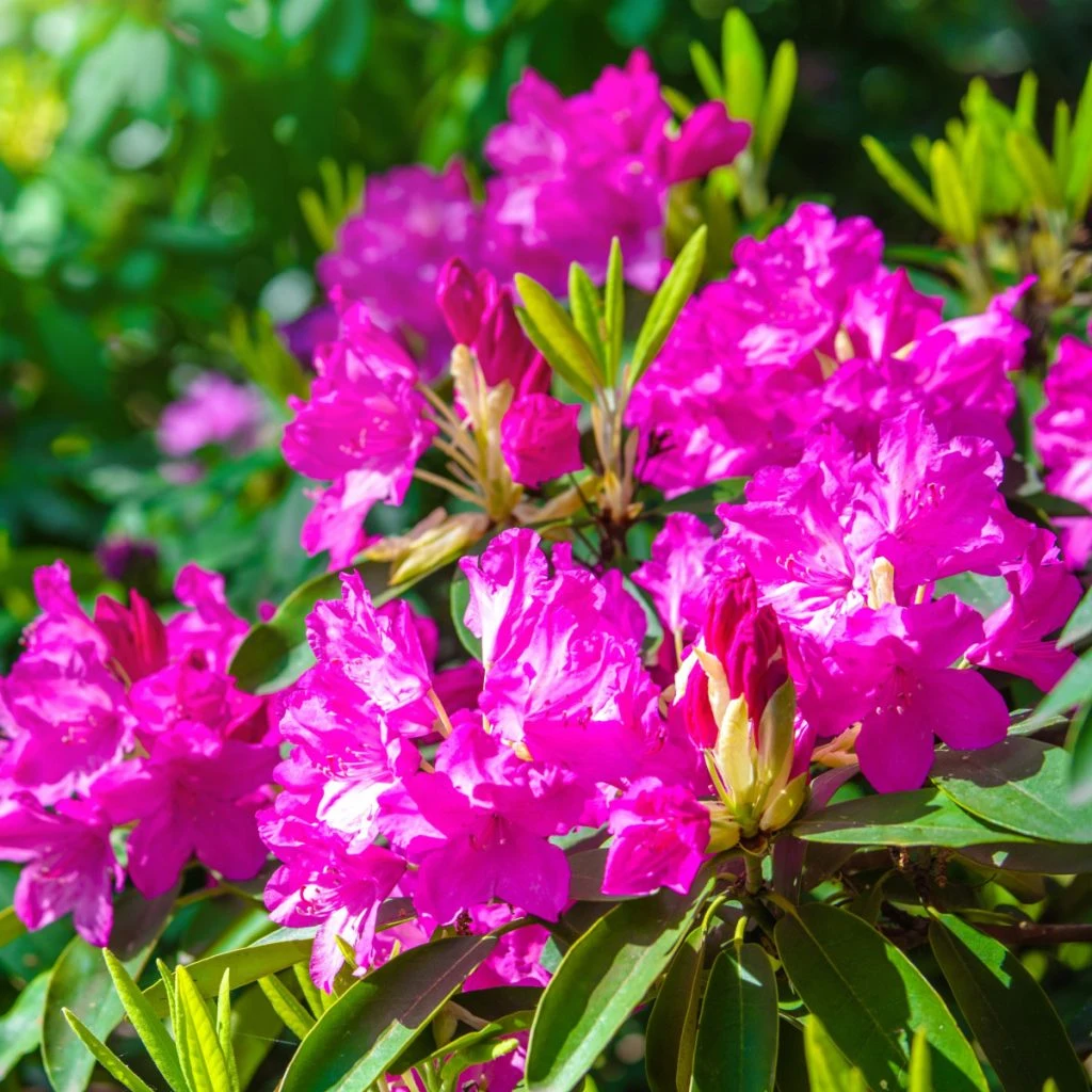 rhododendrons