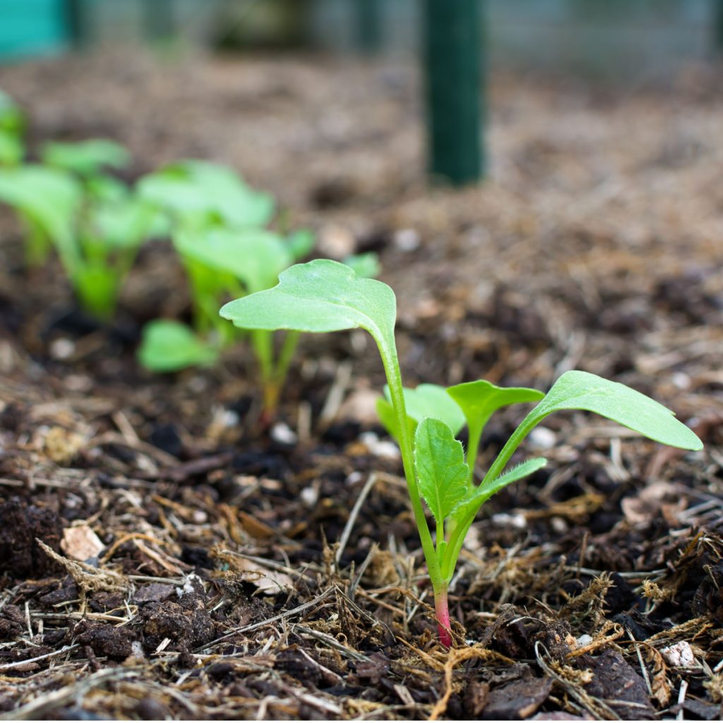 spring seed crops sprouting