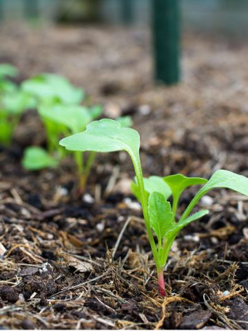 spring seed crops sprouting