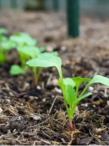 spring seed crops sprouting