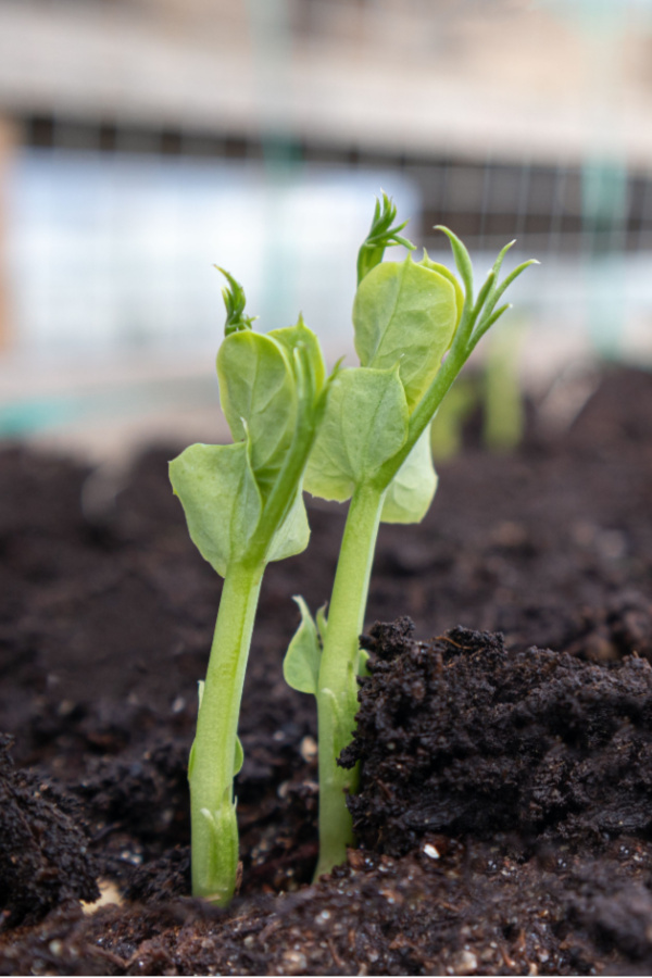 best seed crops to plant early - sugar snap peas