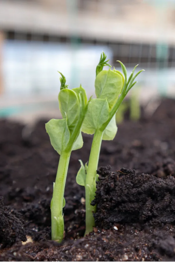 best seed crops to plant early - sugar snap peas