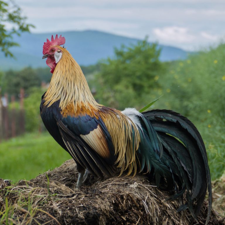 best way to use chicken manure