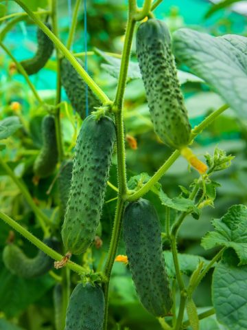 simple secrets to grow more cucumbers