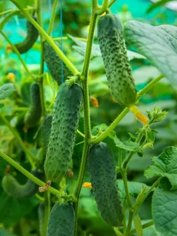 simple secrets to grow more cucumbers