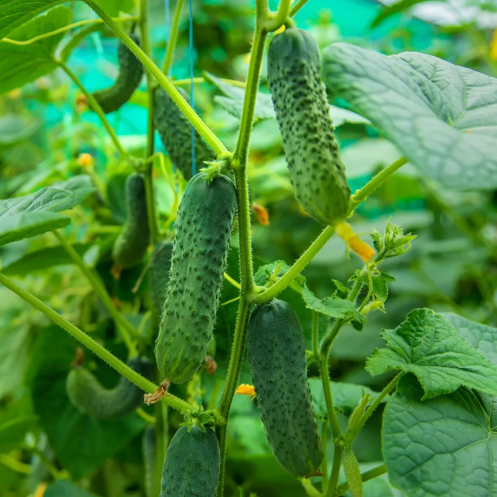 simple secrets to grow more cucumbers