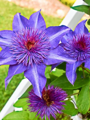 fertilize clematis in spring