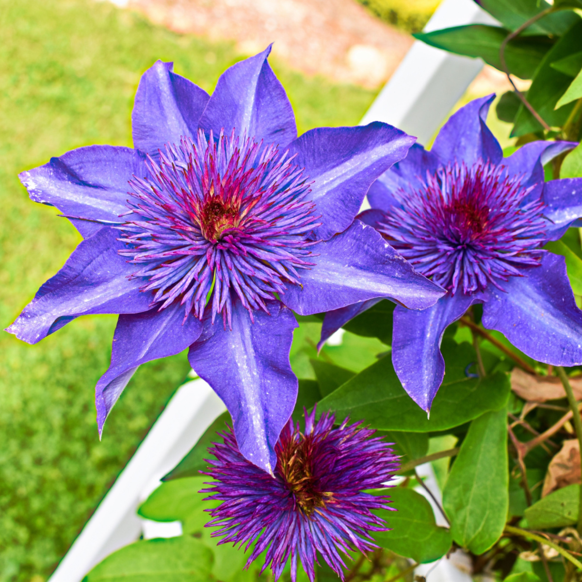 fertilize clematis in spring