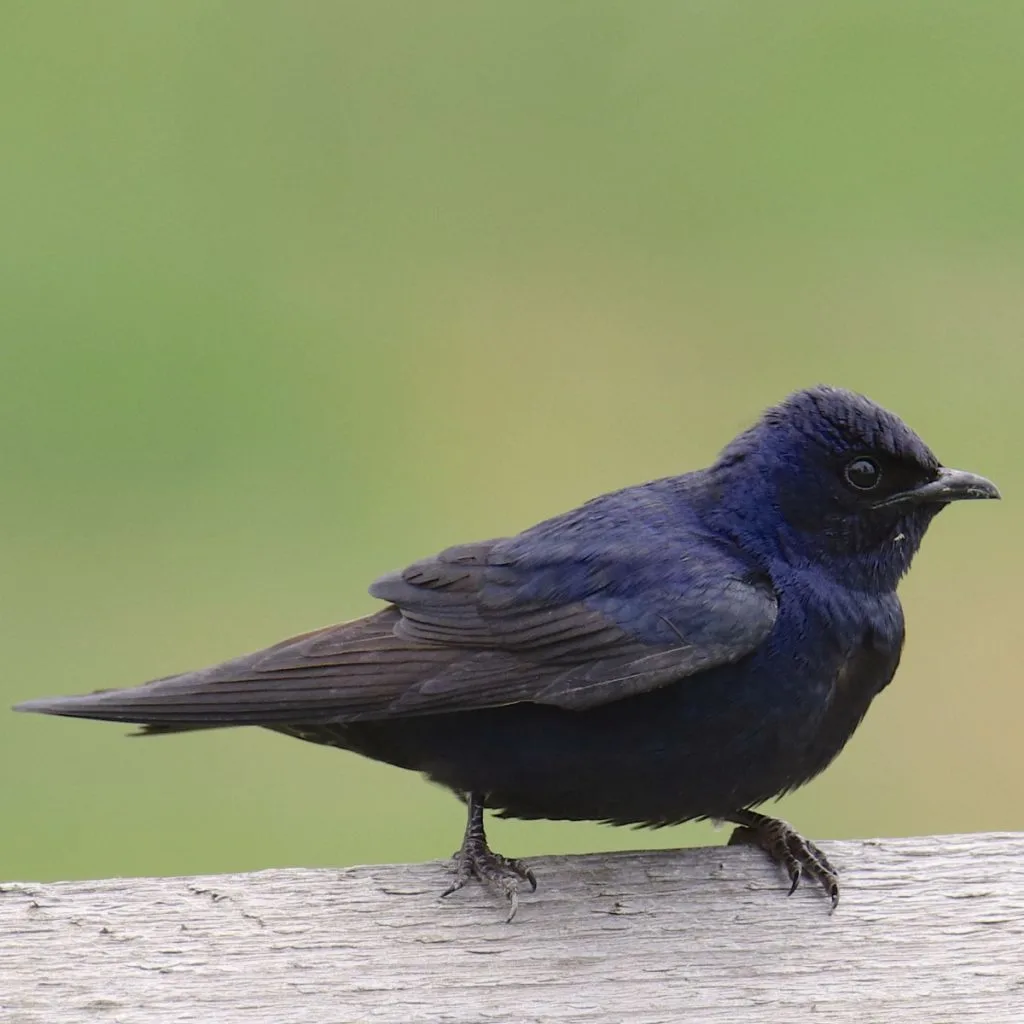 purple martins to visit garden