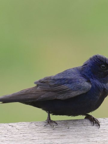 purple martins to visit garden