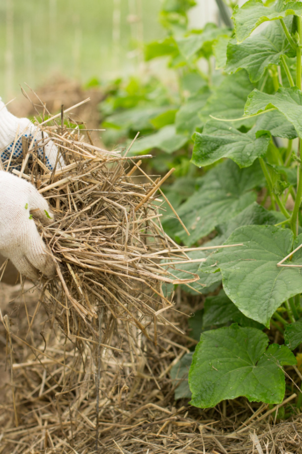 mulching