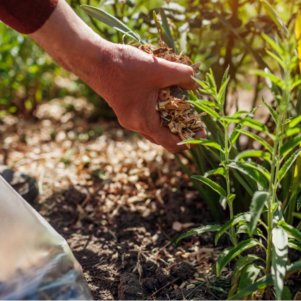 3 most common mulching mistakes