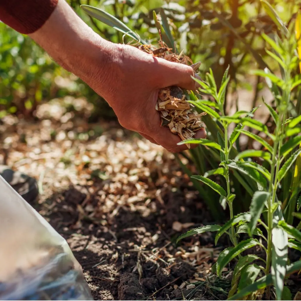 3 most common mulching mistakes
