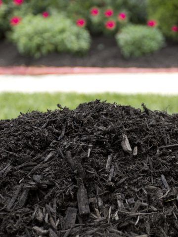 common mulching mistakes