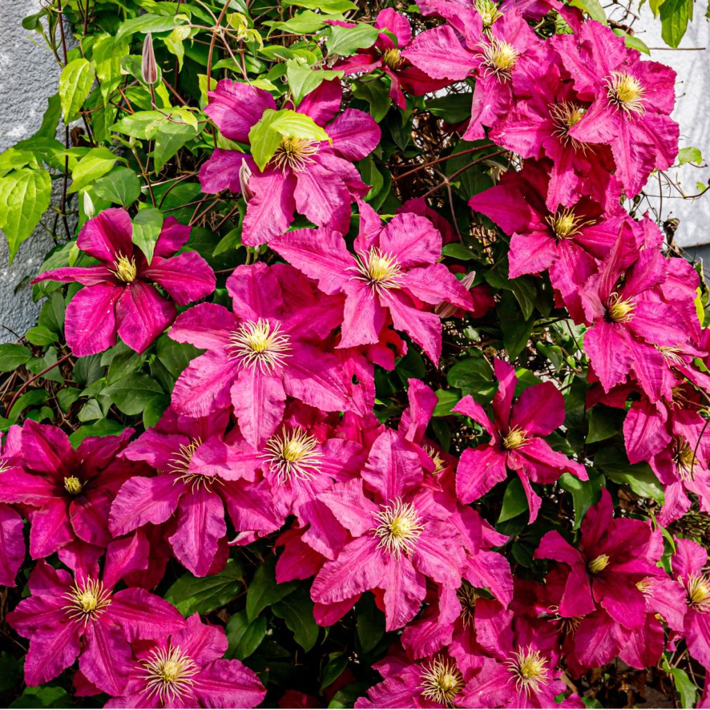 clematis in the summer and fall