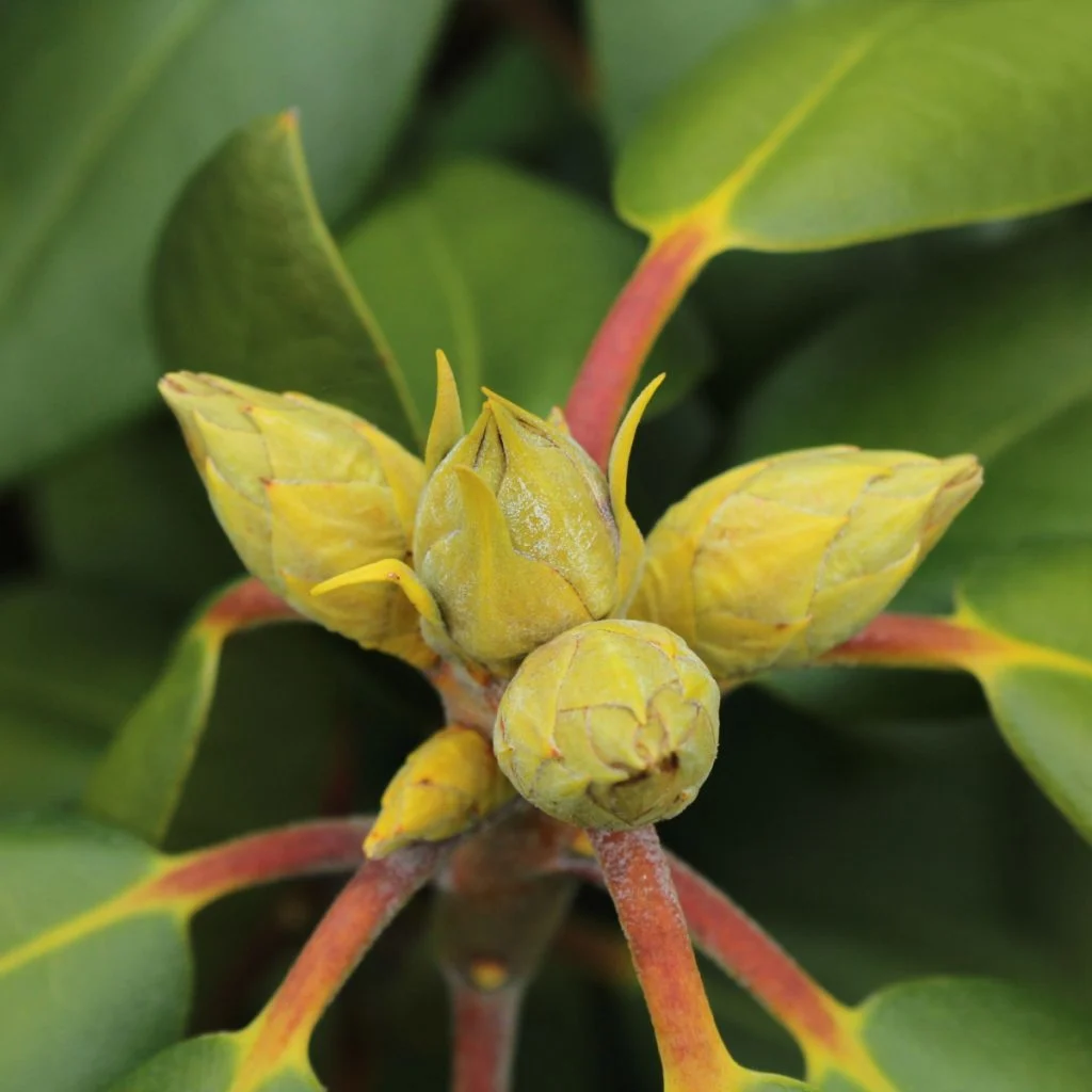 azalea bush - flowering buds
