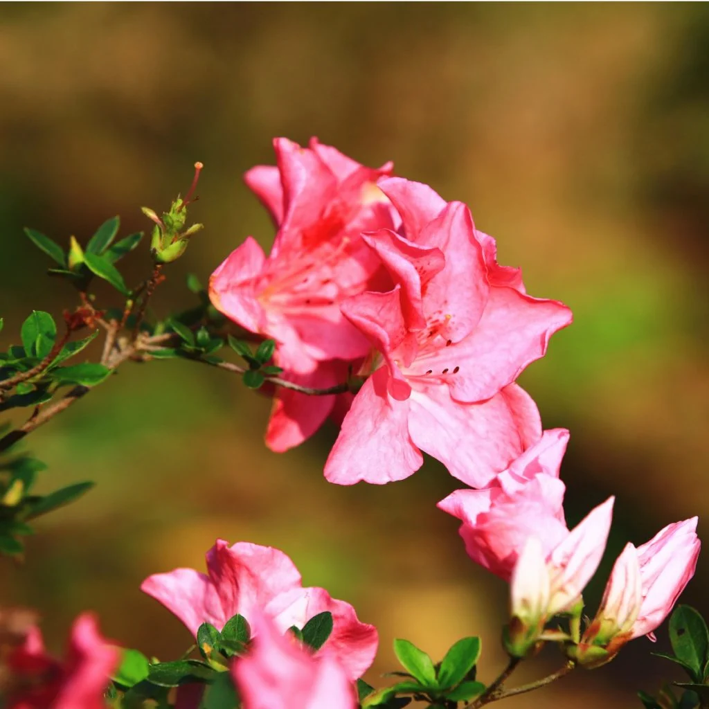 azalea bushes after they bloom