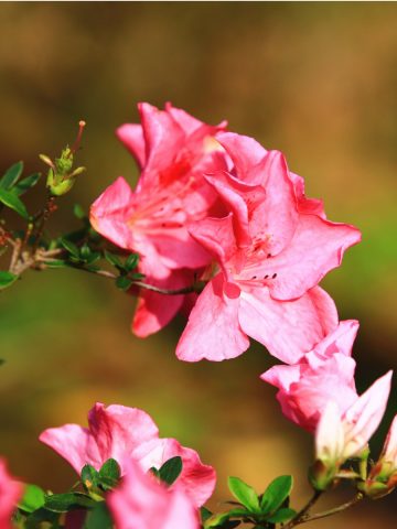 azalea bushes after they bloom