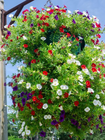 best trailing plants