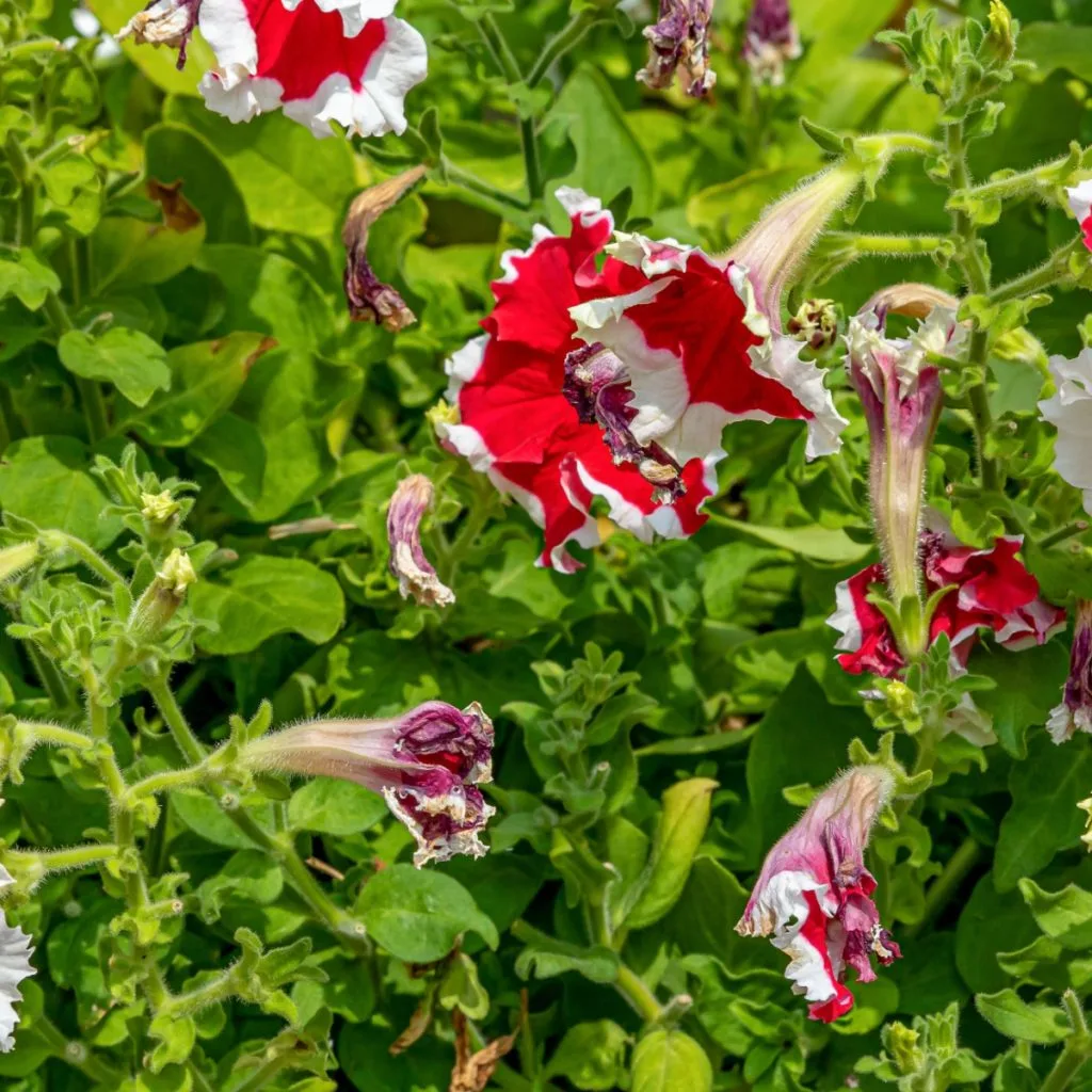 deadheading petunias