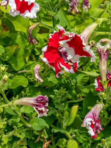 deadheading petunias
