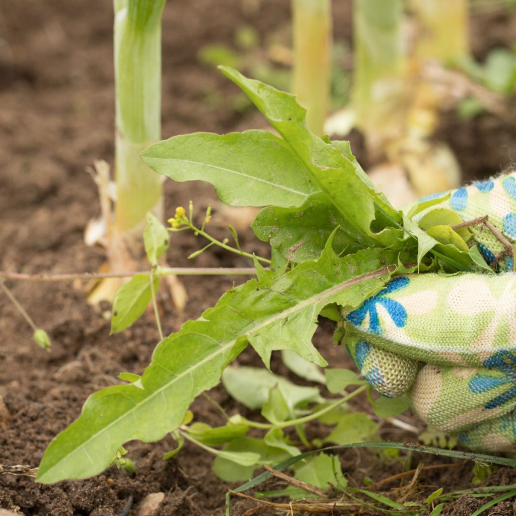 eliminate garden weeds
