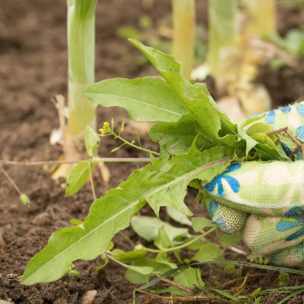 eliminate garden weeds
