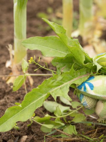 eliminate garden weeds