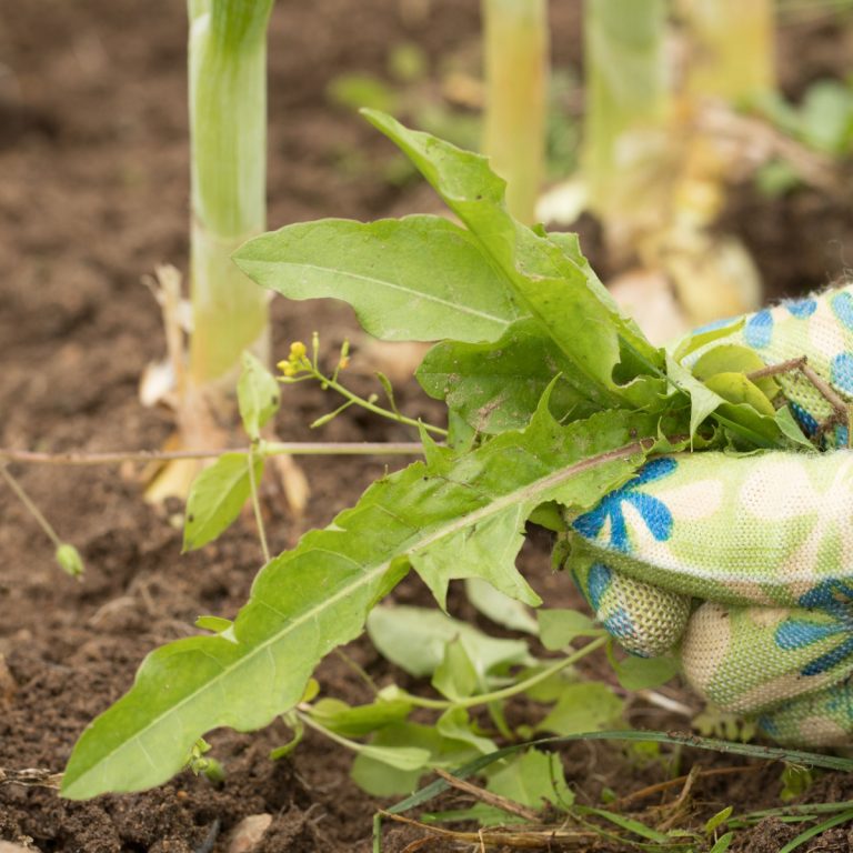 eliminate garden weeds