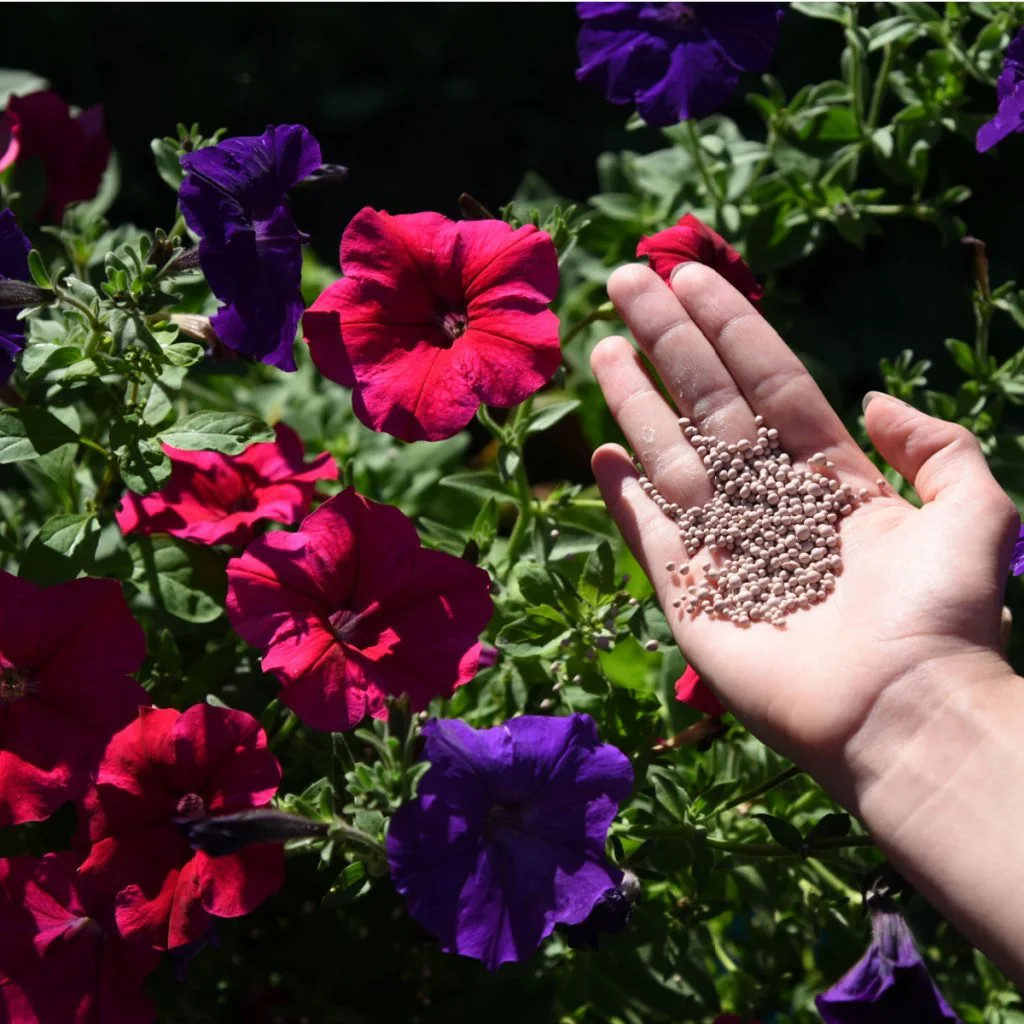 mistakes fertilizing hanging baskets