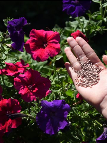 mistakes fertilizing hanging baskets