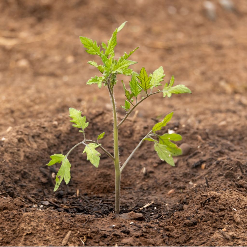 fertilizing newly planted tomatoes
