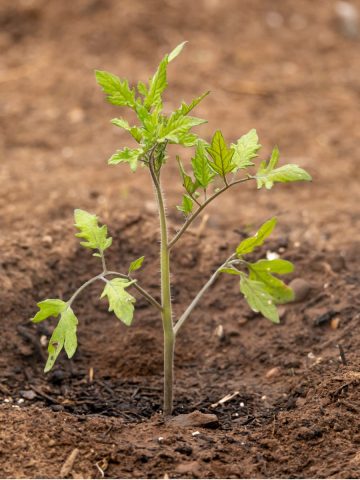 fertilizing newly planted tomatoes