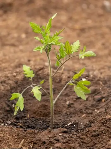 fertilizing newly planted tomatoes