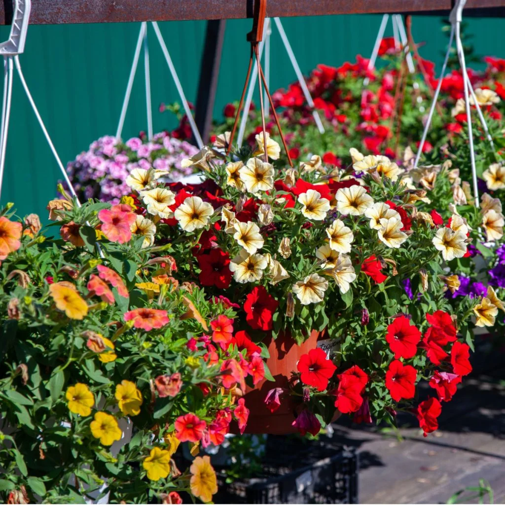 hanging basket blooming