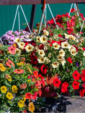 hanging basket blooming