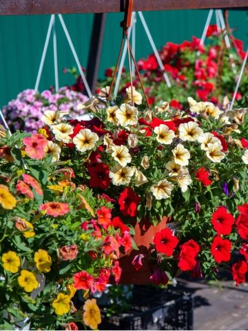 hanging basket blooming