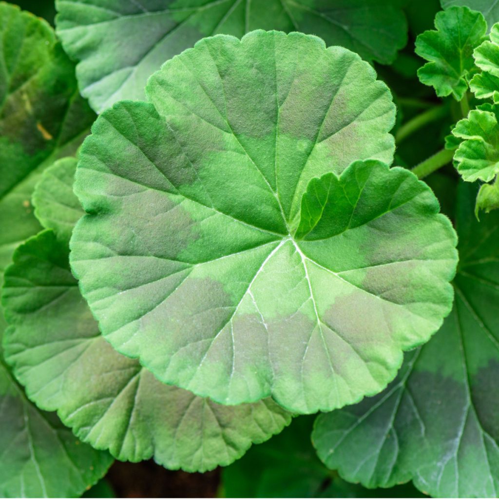 best way to fertilize geraniums