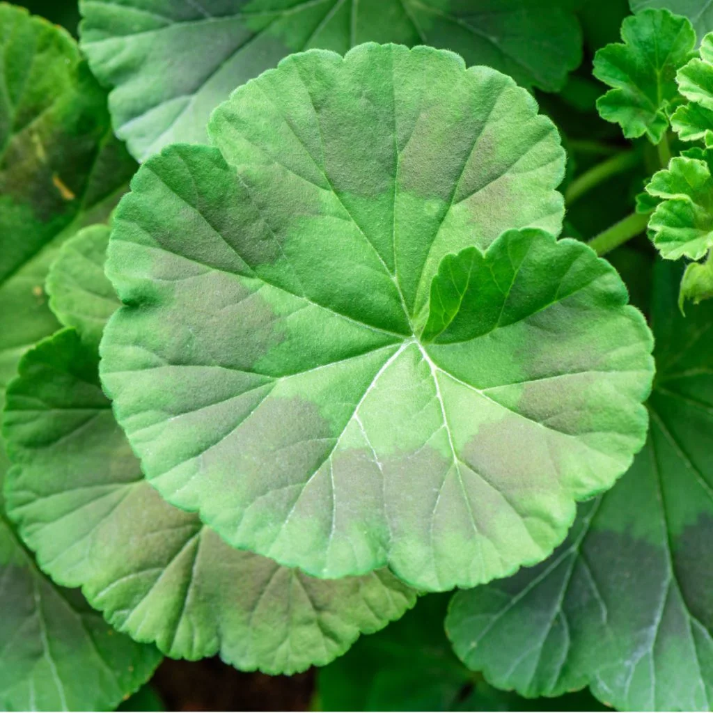 best way to fertilize geraniums