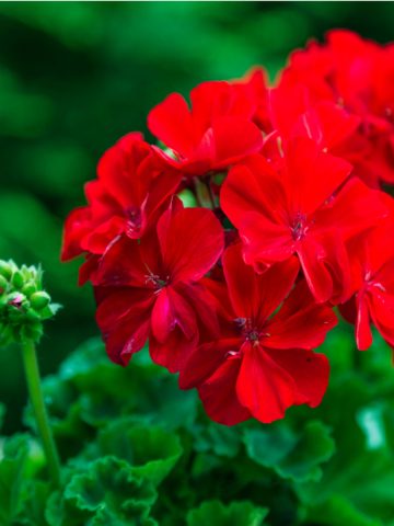fertilizing geraniums