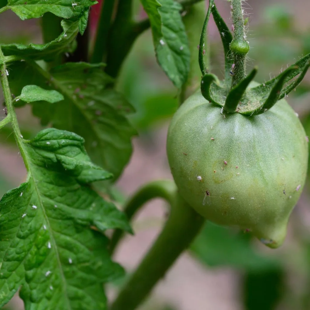 get rid of aphids on tomato plants