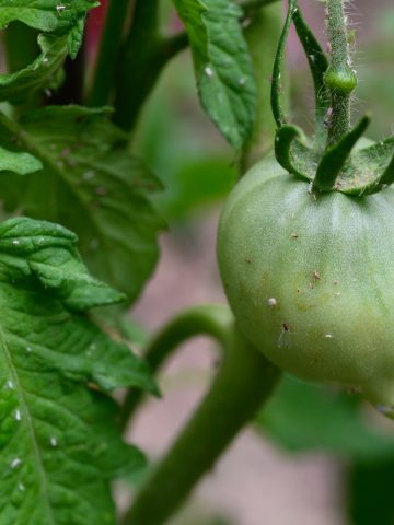 get rid of aphids on tomato plants